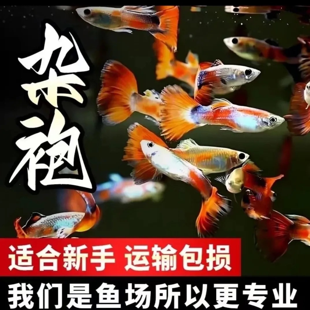 好养耐活的孔雀鱼小型热带淡水观赏鱼可繁殖生鱼仔