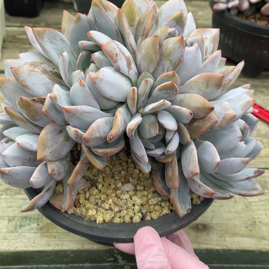 木质化老桩腿，7头星影朵朵树.冠幅约18cm