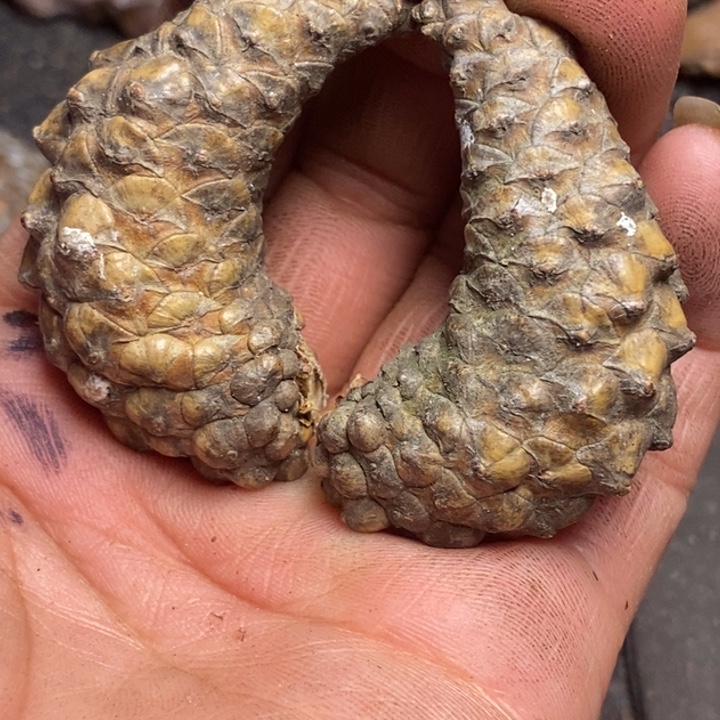 吊坠文玩核桃东北特产217