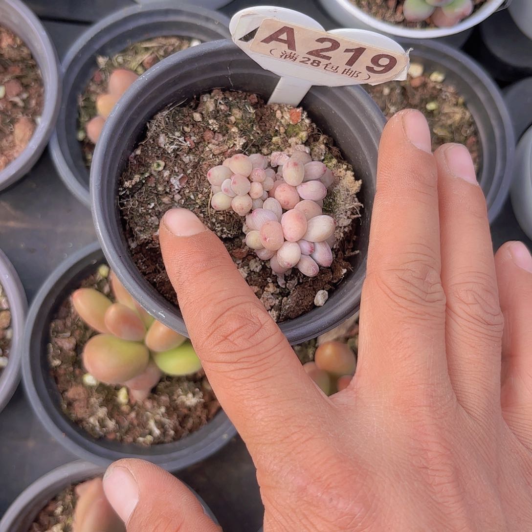 A219萤火虫奶酪一物一拍多肉