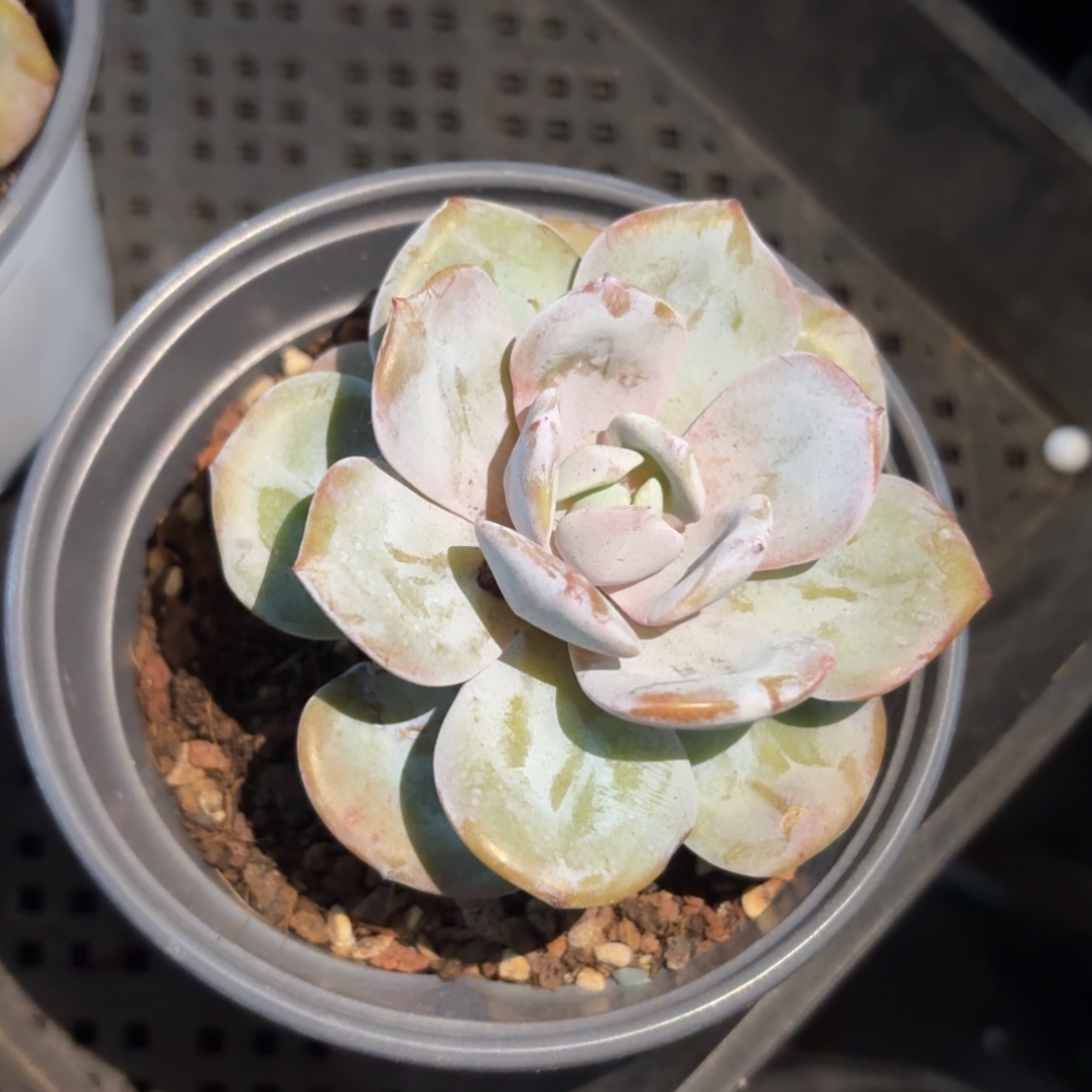 倩*奶茶啊啊啊啊啊