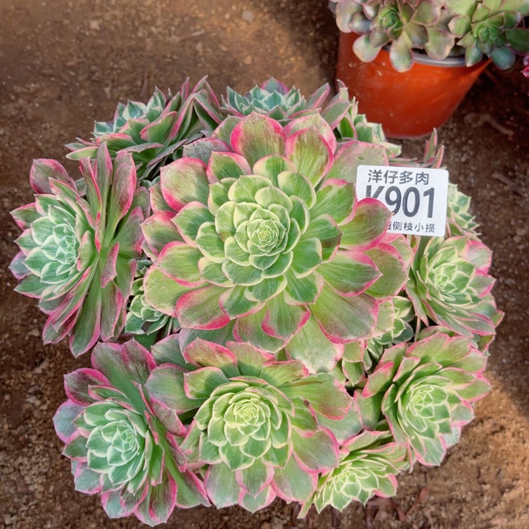 901莲花座 冠幅25左右