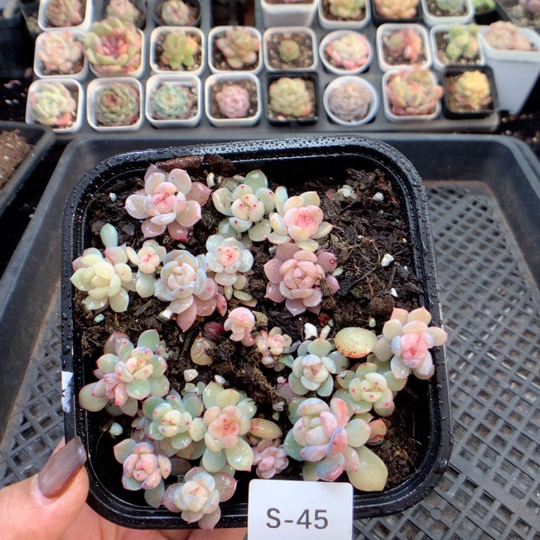 无花朵S45英语英语