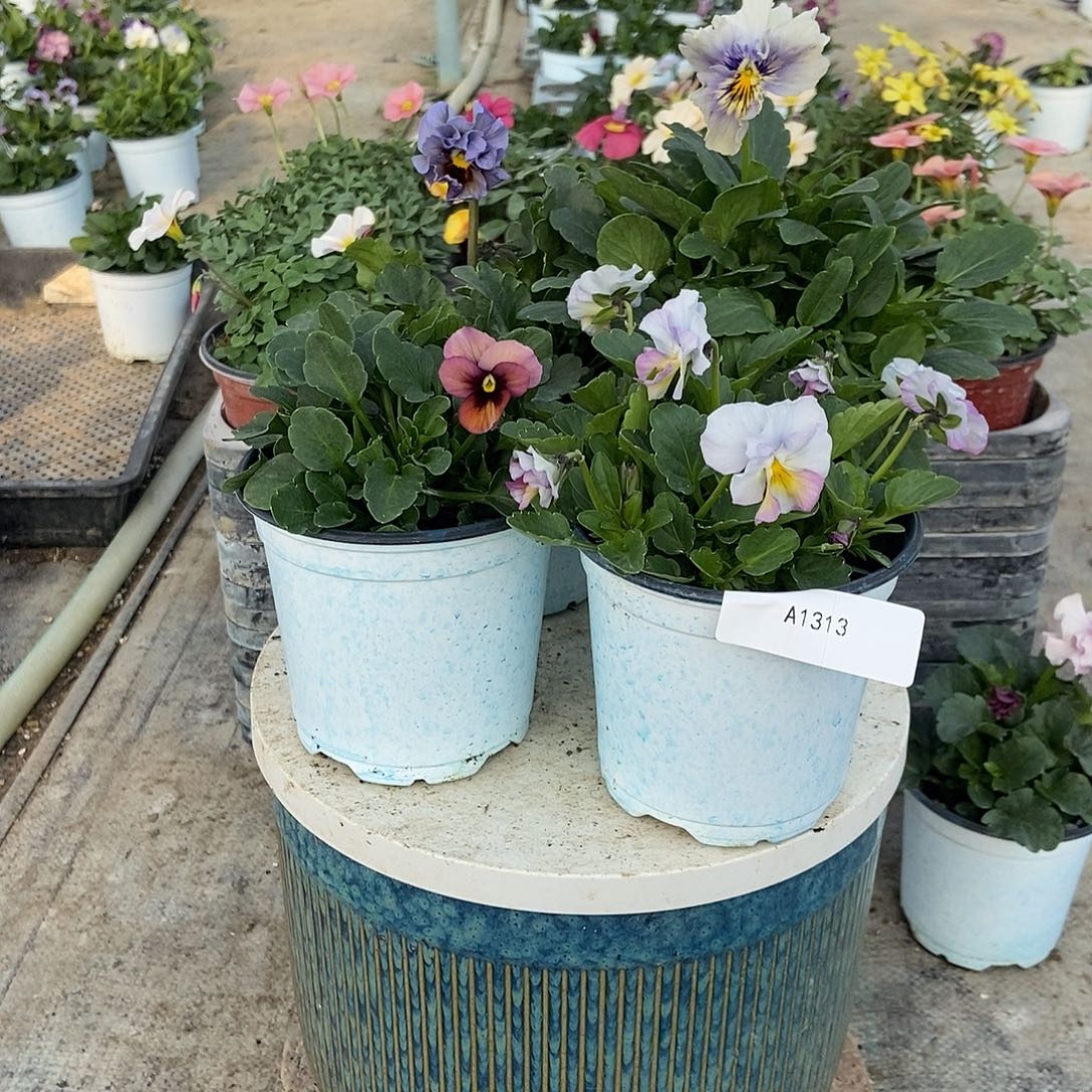 大部分花苞少量开放1313