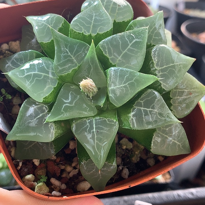 56号木叶克一物一拍