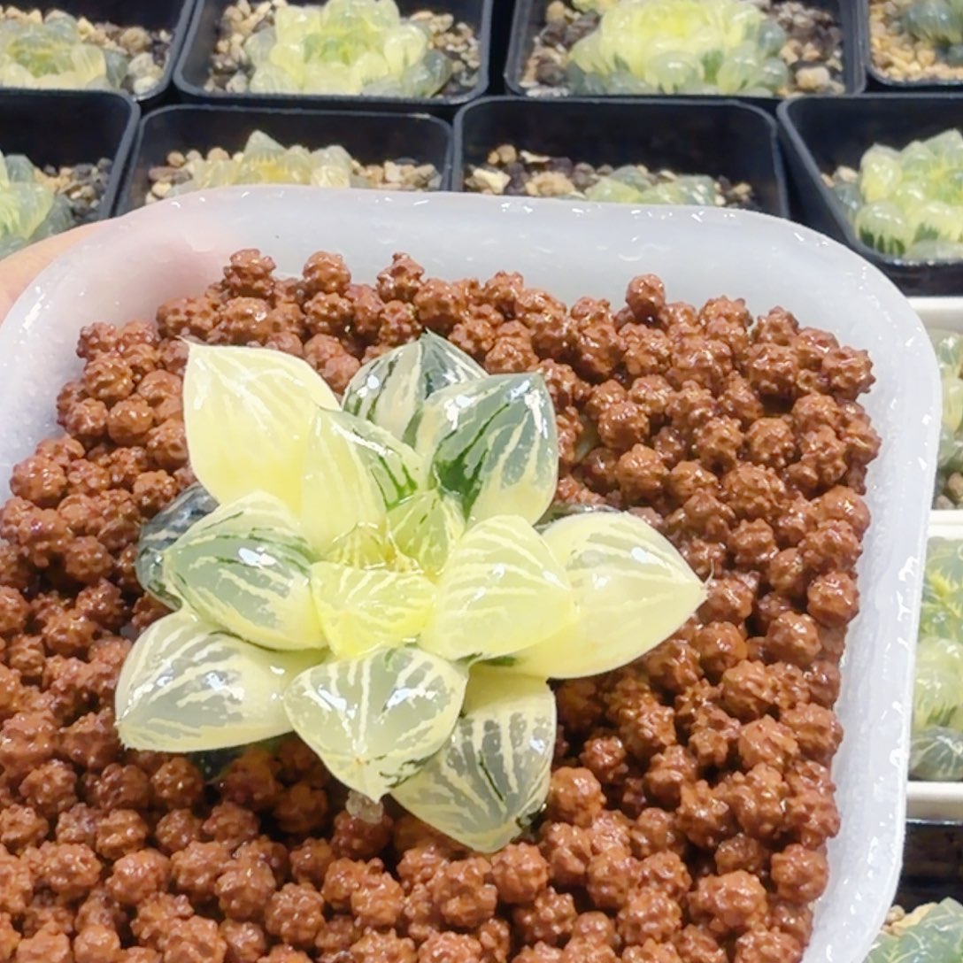 无花朵十二卷玉潭锦福利