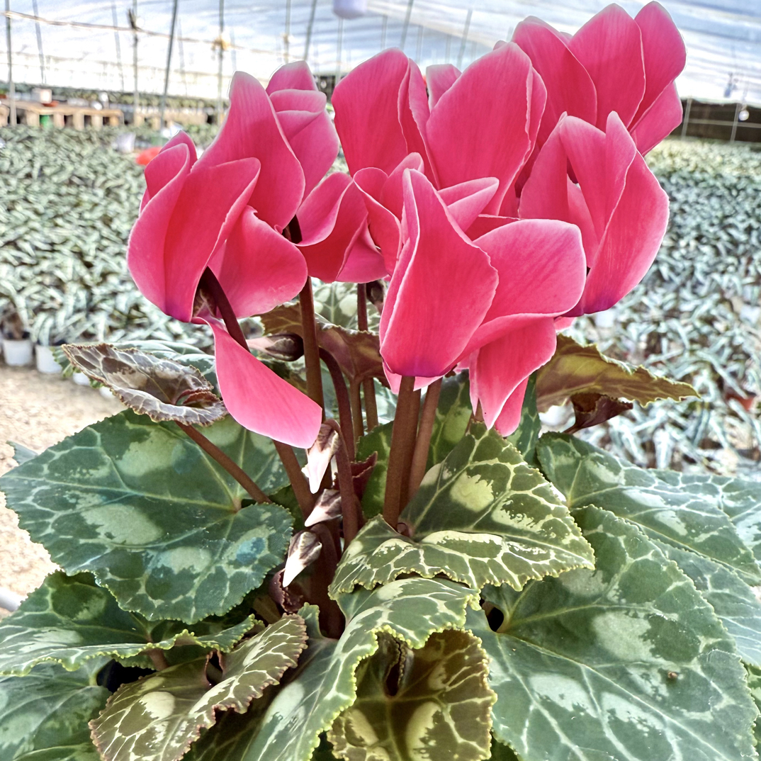 【香妃（香味）】 仙客来室内观赏花卉