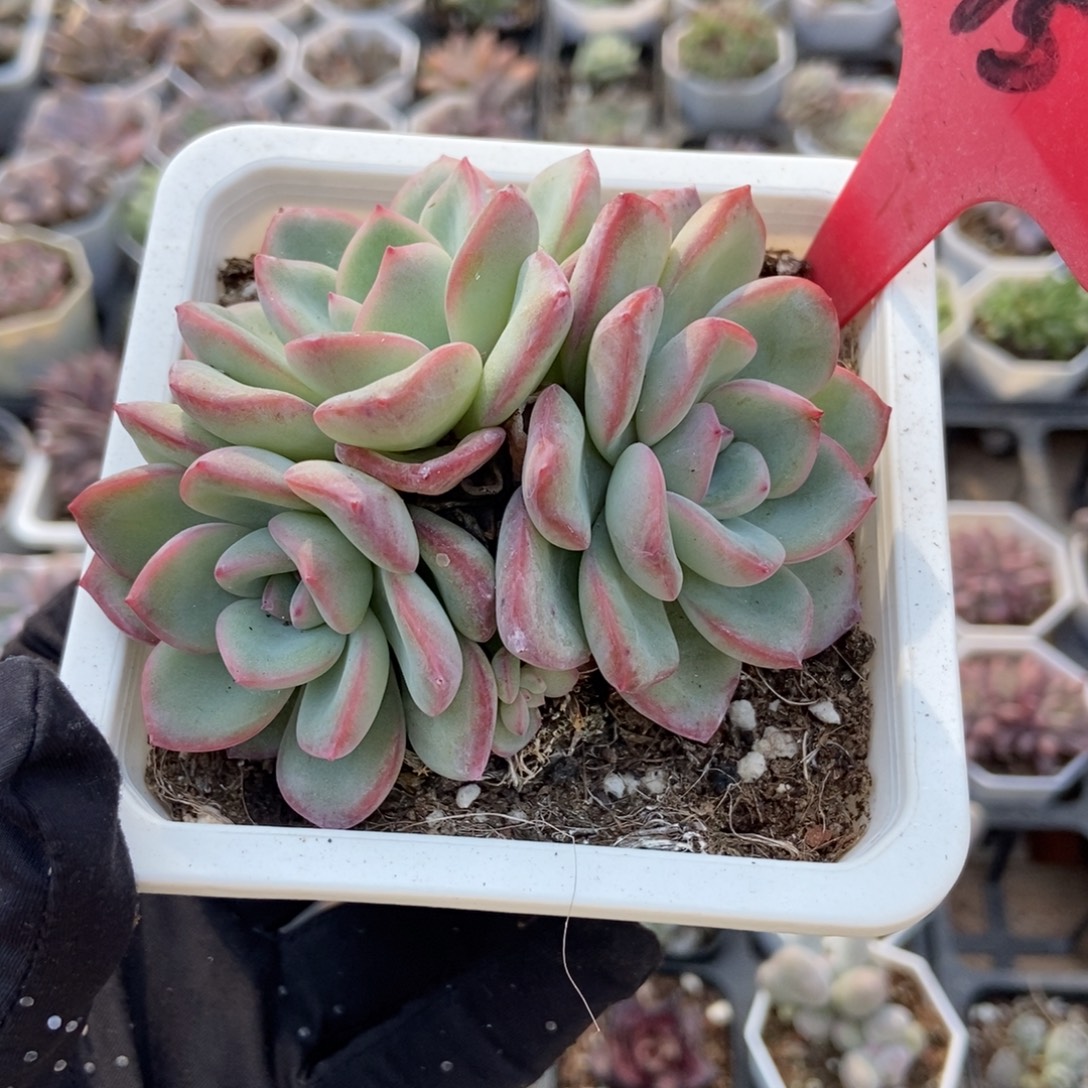 15泡芙多肉植物多肉