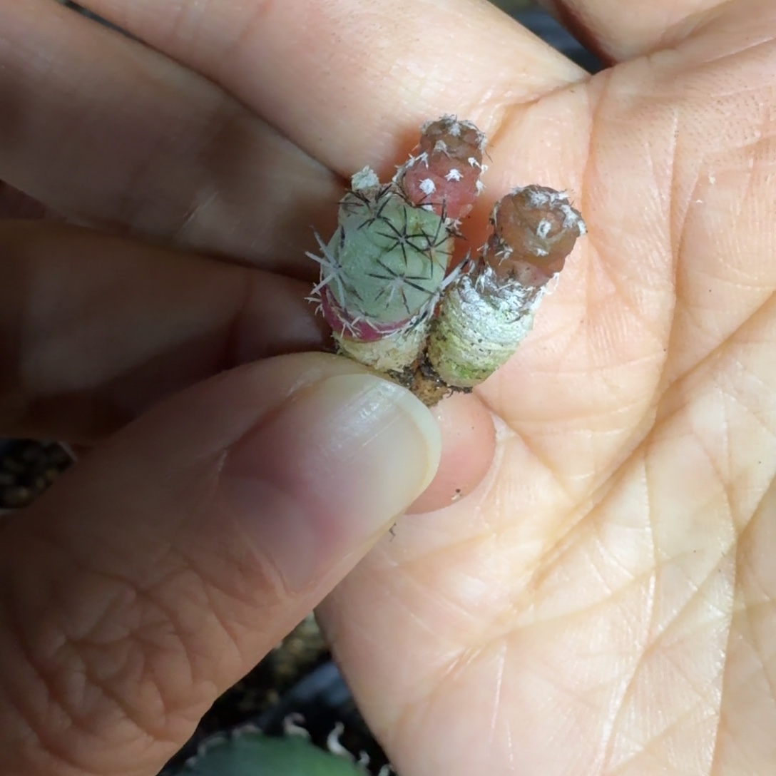 梦***貘乱七八糟多肉植物