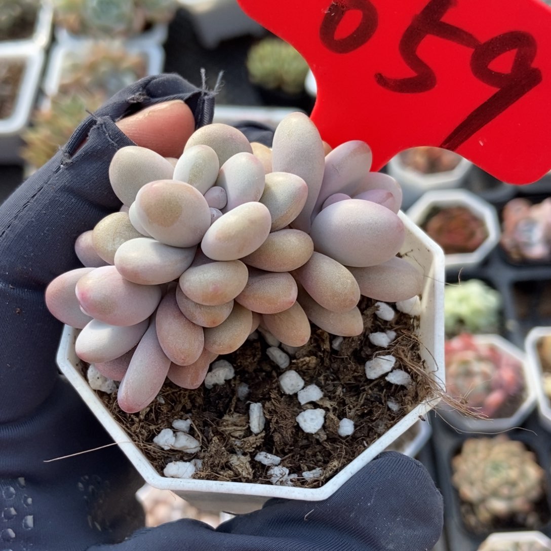 659桃蛋多肉植物保护