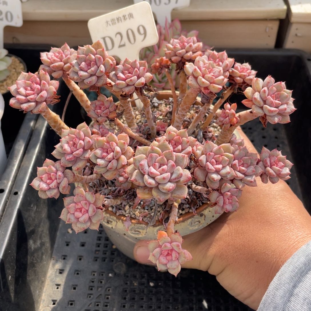 209哆啦A梦不带盆15厘米