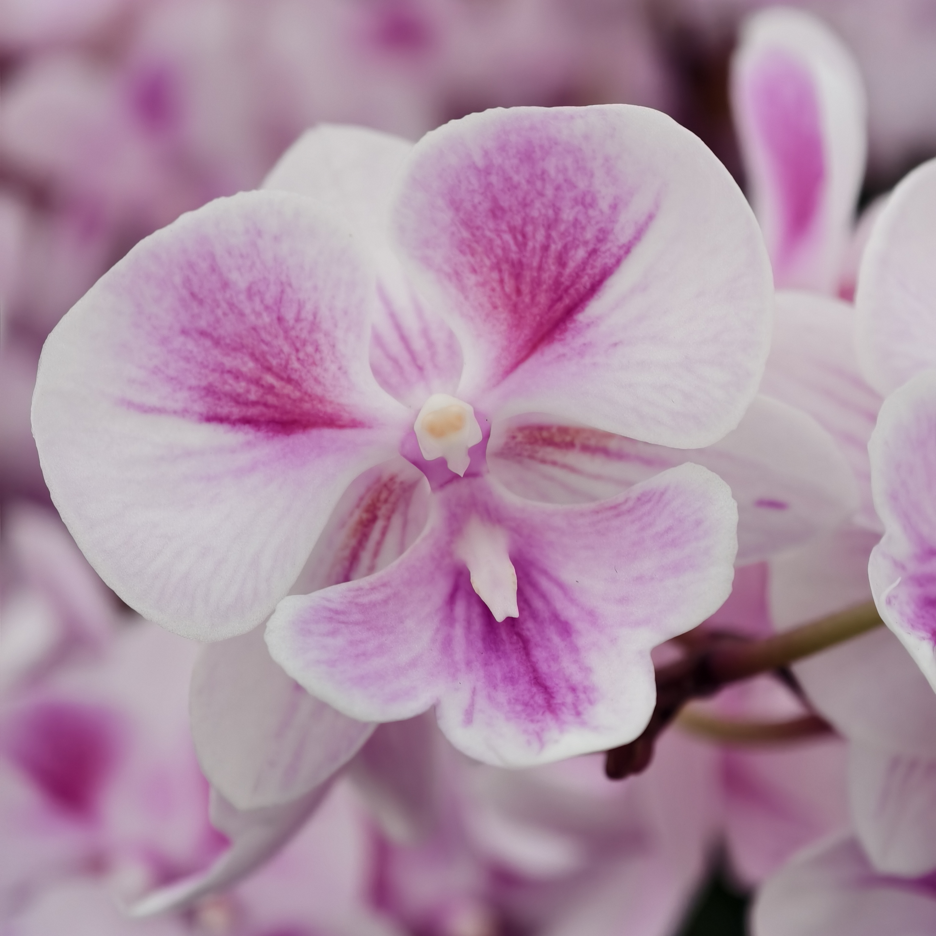 蝴蝶兰【红眉貂蝉】大舌头系列 2.8寸杯 带花带花苞 基地直发