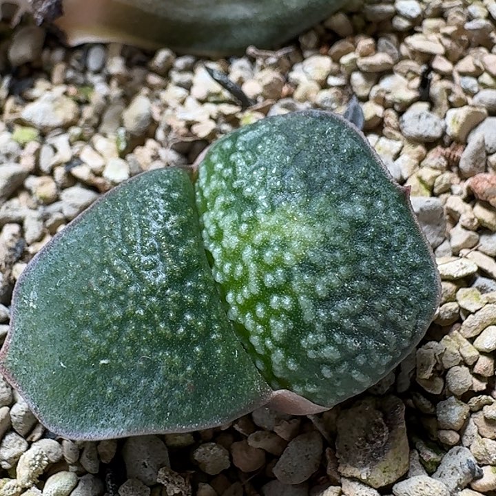 特选3号大白珍珠卧牛锦实生