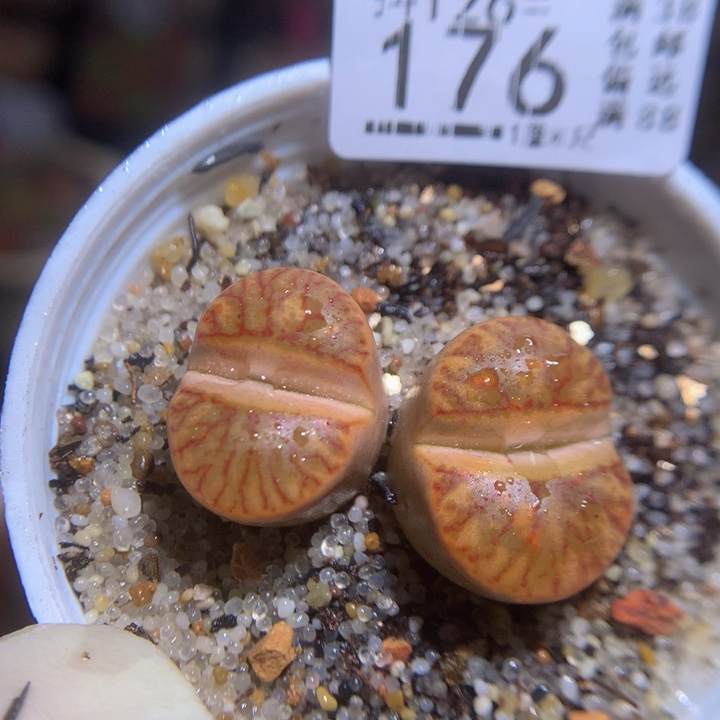 精品生石花126.176