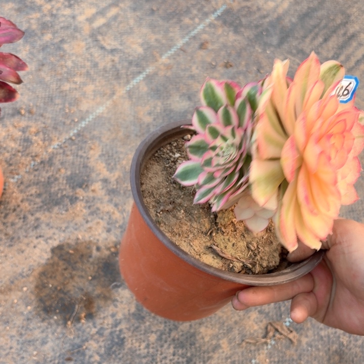 一物一拍多肉倾城1426