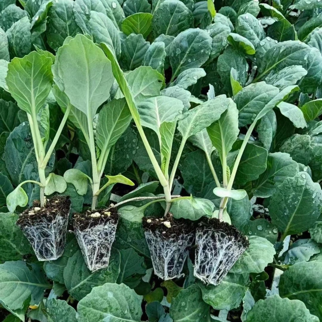 圆白菜牛心白菜花菜西兰花耐热高产蔬菜秧苗带土