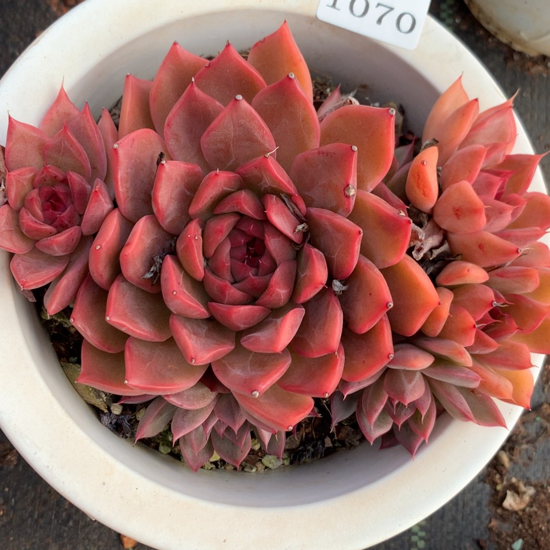 1070新年快乐发发发