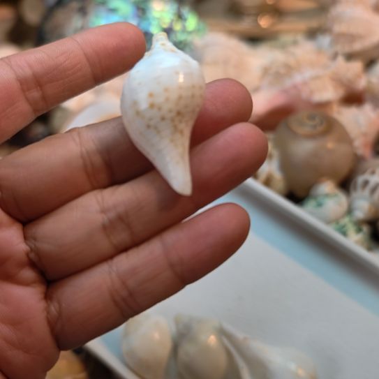 风***翁石材天然海螺贝壳