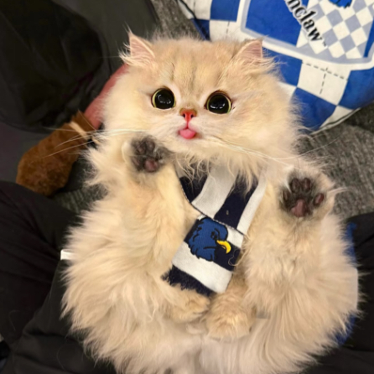 猫咪直播间挑选蓝猫布偶金渐层银渐层