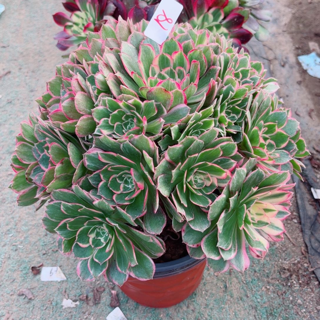 18高贵法师多肉植物