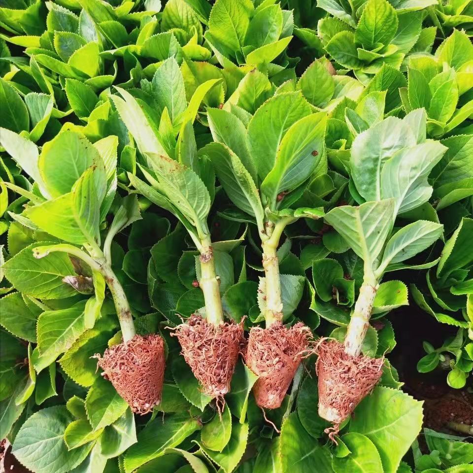 【绣球花苗十颗装】无尽夏庭院阳台花卉植物好养易活云南直发