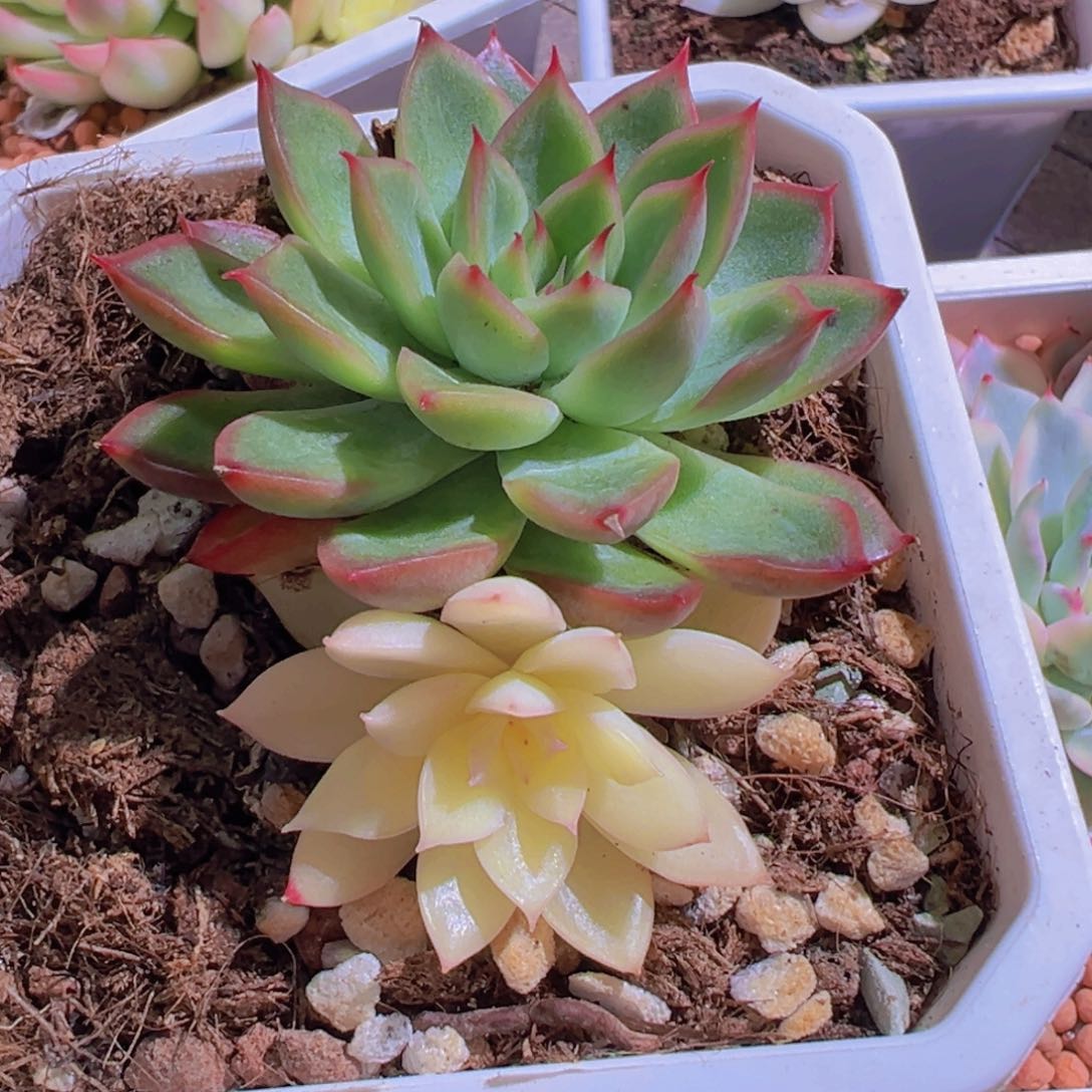 新圣骑兵锦，阴阳锦