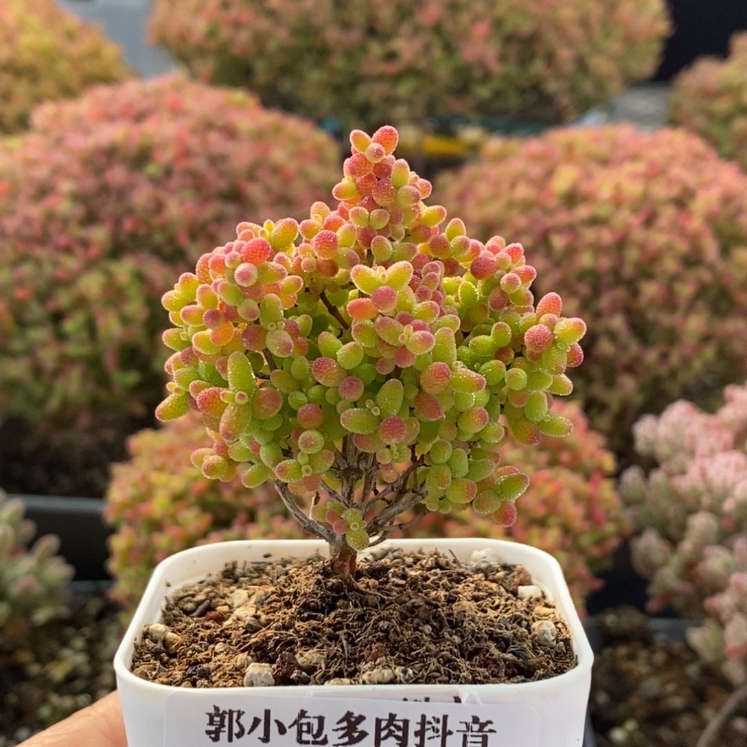 蜜橘糖球3826枝干番杏