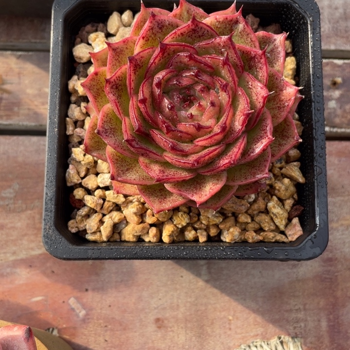 多肉张乔燃法拉利内里