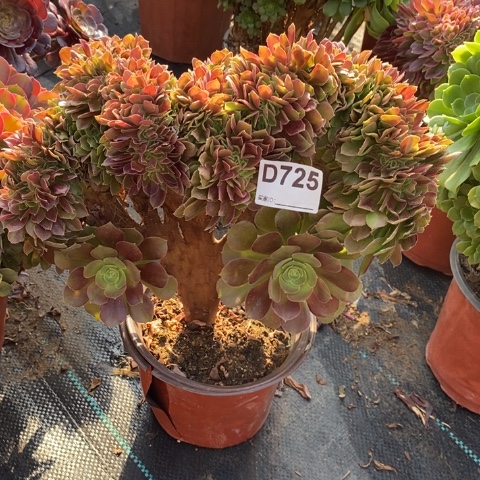 玫瑰缀多肉植物法师不包损