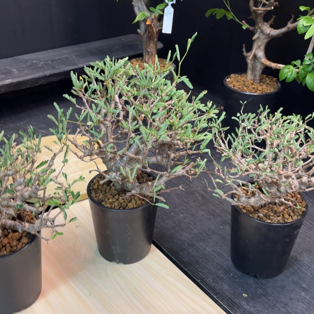 奧***奧苏木苏木带盆发货