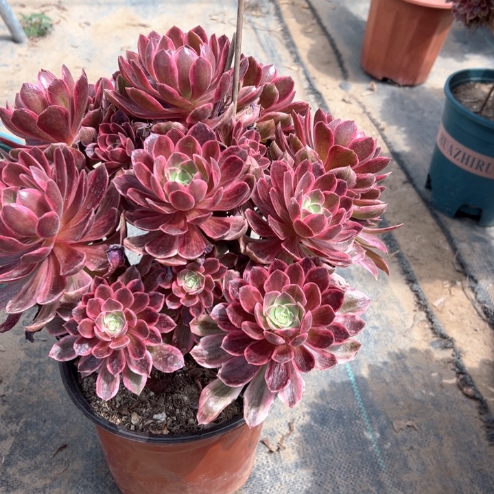 浣纱多肉多肉多肉24