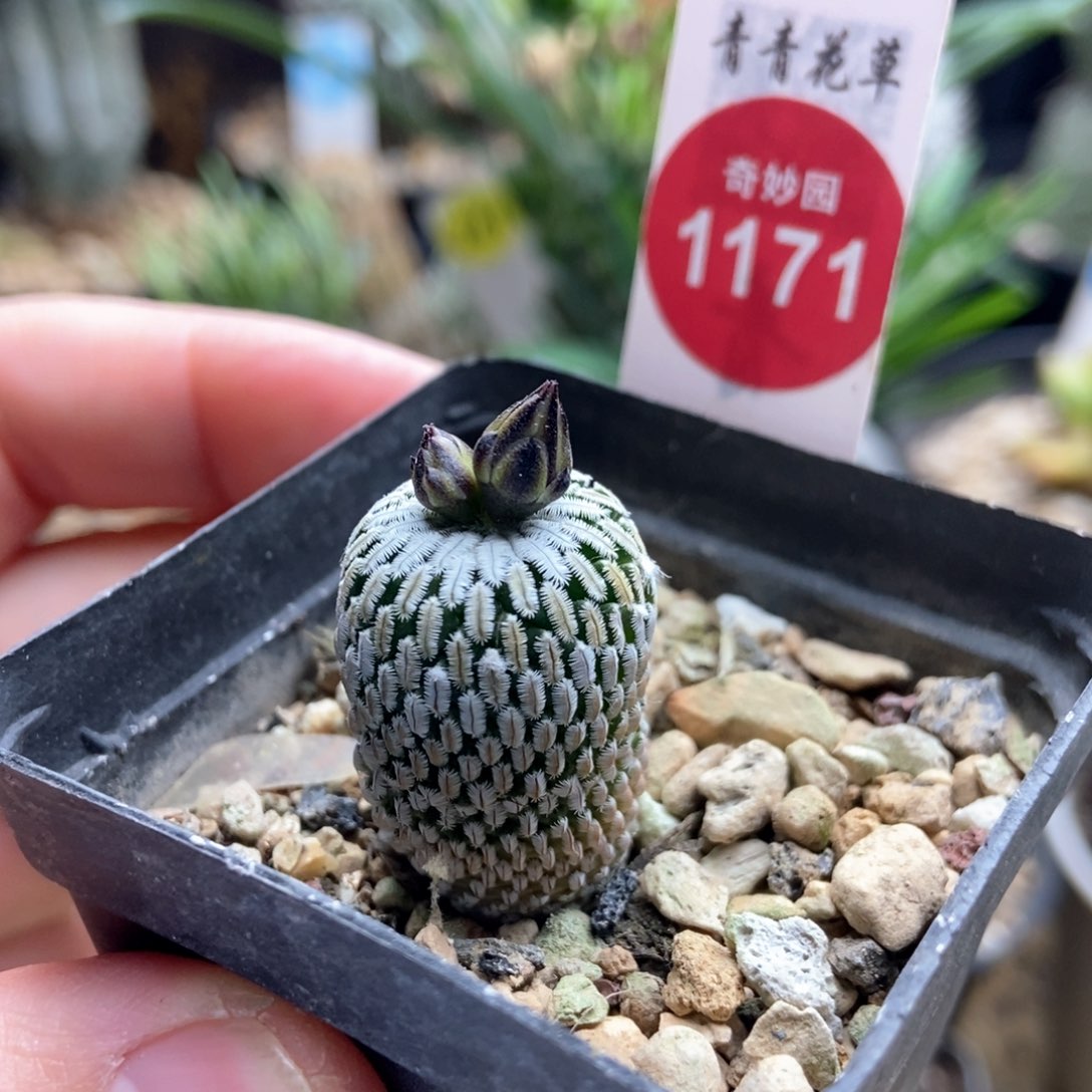 实生带花苞精巧殿1.8cm