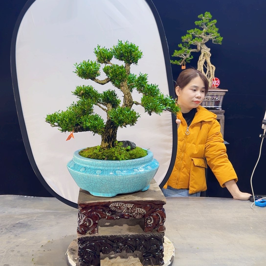 高端黄杨盆景艺术