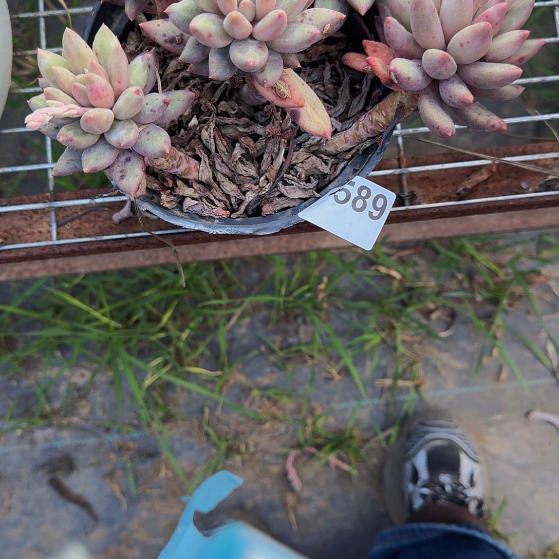 红蜻蜓 1589...........