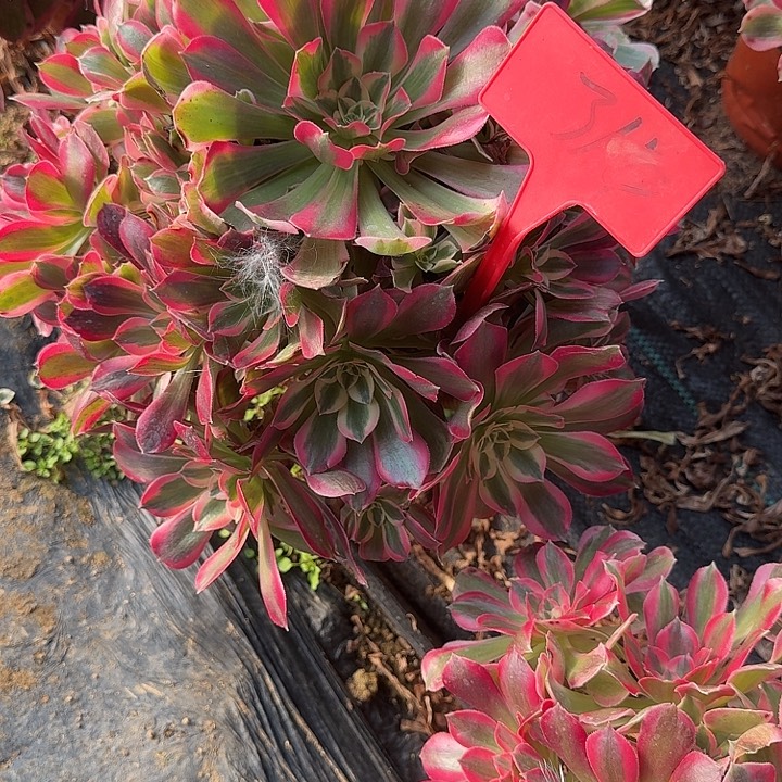 314粉女郎多肉哦哦哦哦哦哦哦哦哦