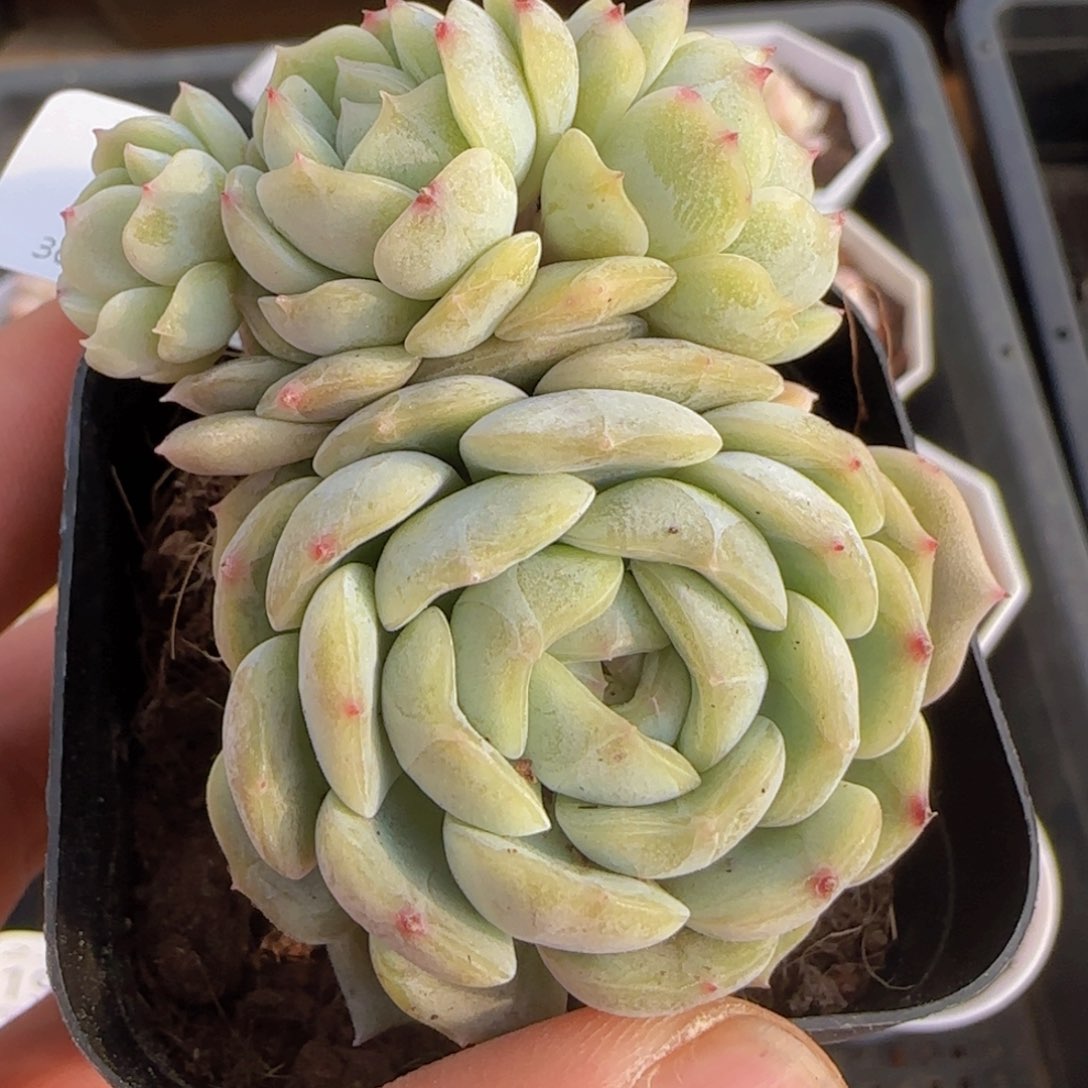 白色恋人四头老桩一颗