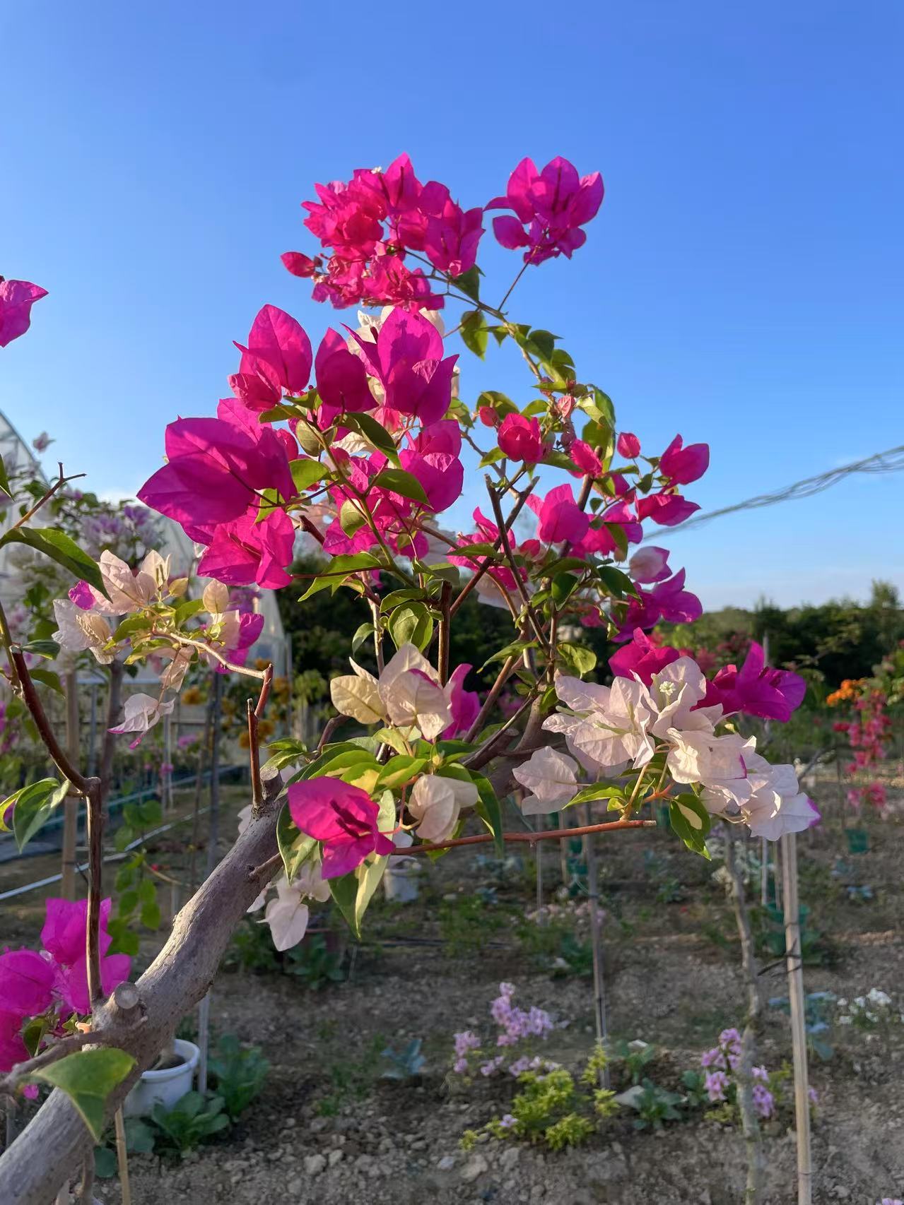 ①号【三角梅一物一拍】