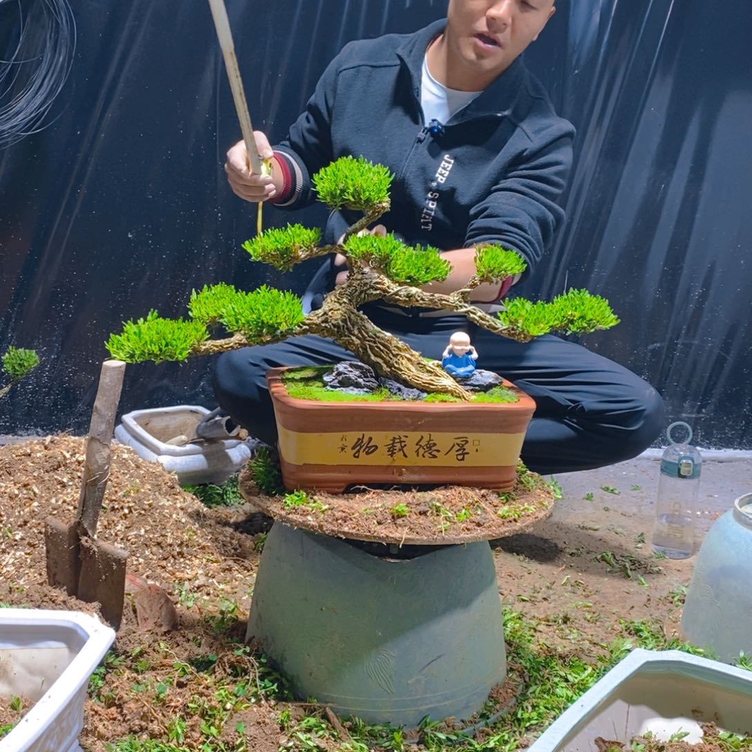 绿植黄杨盆景雀舌软枝