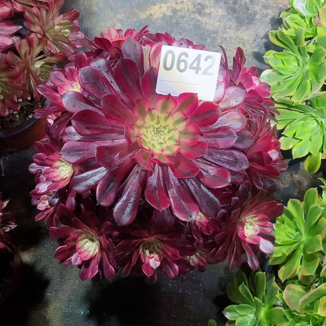 红陶0642黑铜白3多肉