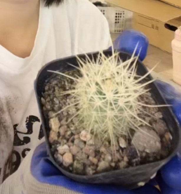 二妹园艺【 1颗 小林氏幻虾 实生根 】【清货价】 脱土随机发货