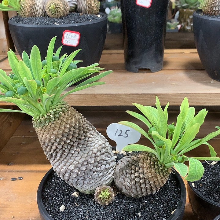 125铁甲丸群哈哈哈哈哈