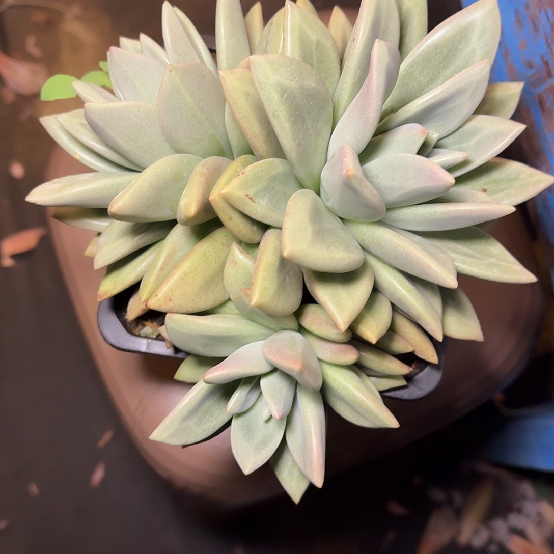 凤***舞赫本露斯多肉植物