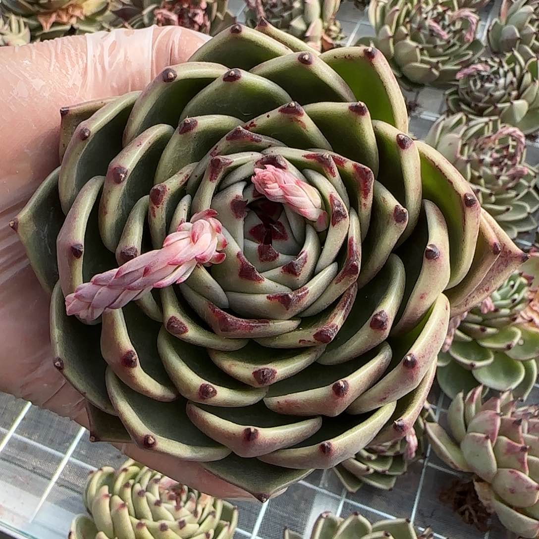 从前慢花园精选蓝龙