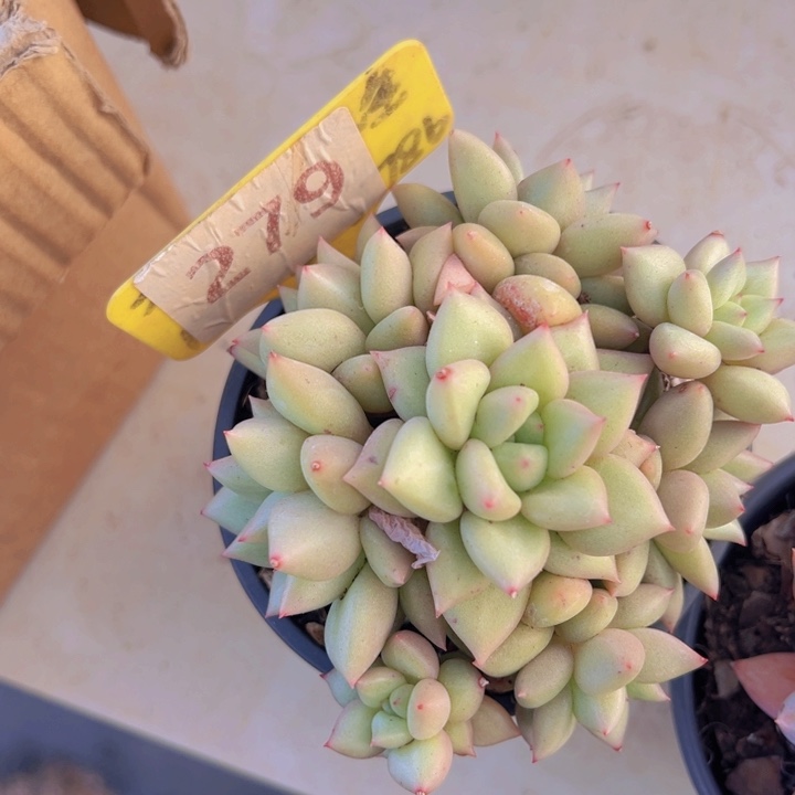 健健康康平平安安