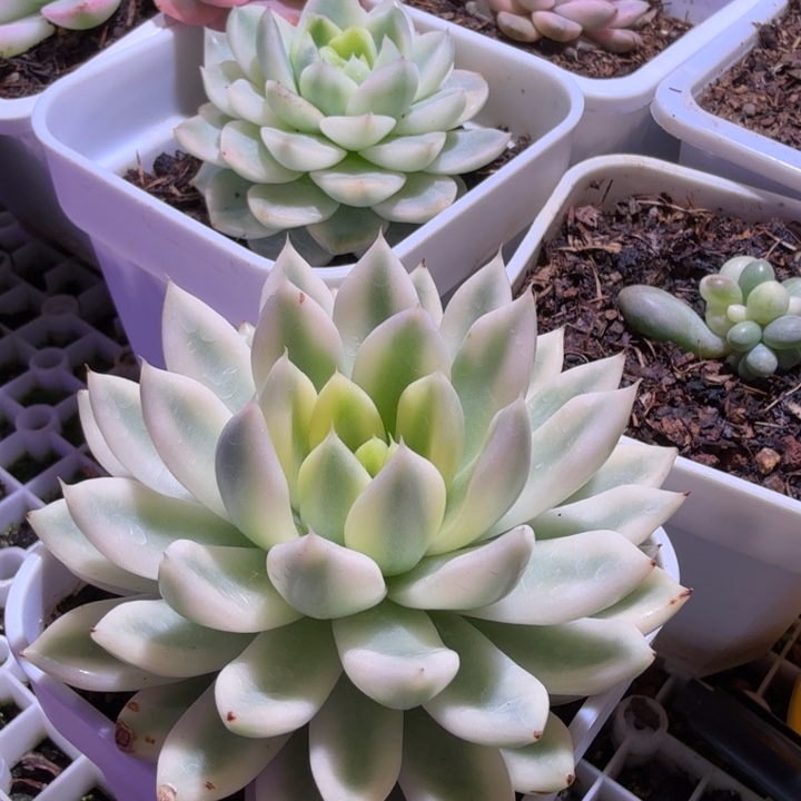 流岚锦多肉植物一物一拍