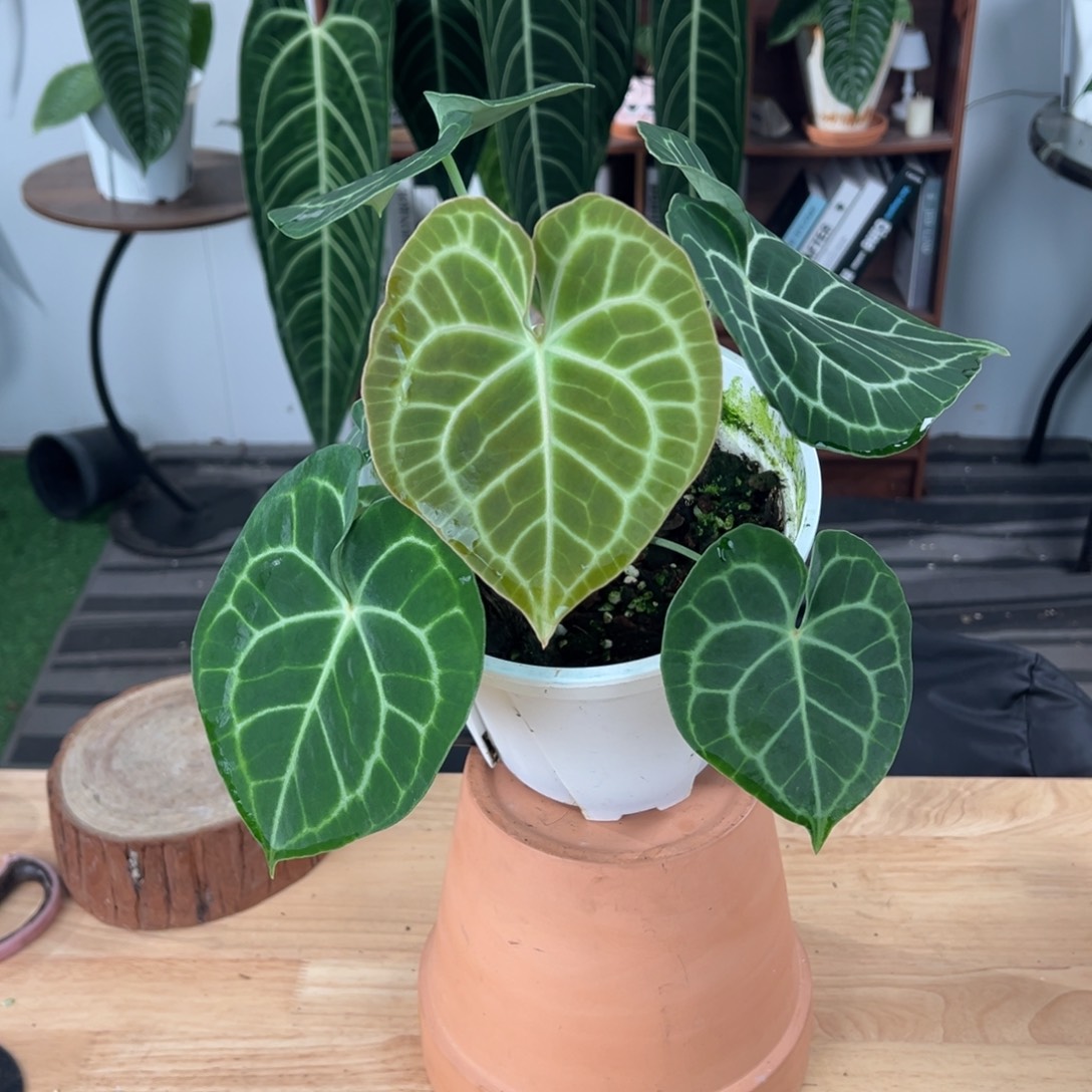 完全开放印尼密纹克莱恩（红心）