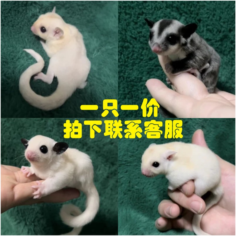 蜜袋鼯奶蜜活体宠物直播间专拍（一只一价，挑选下单）
