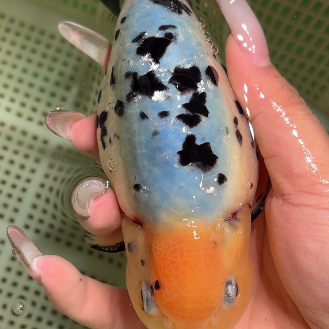 广***商金鱼拍包装包邮，不拍包装运费到付