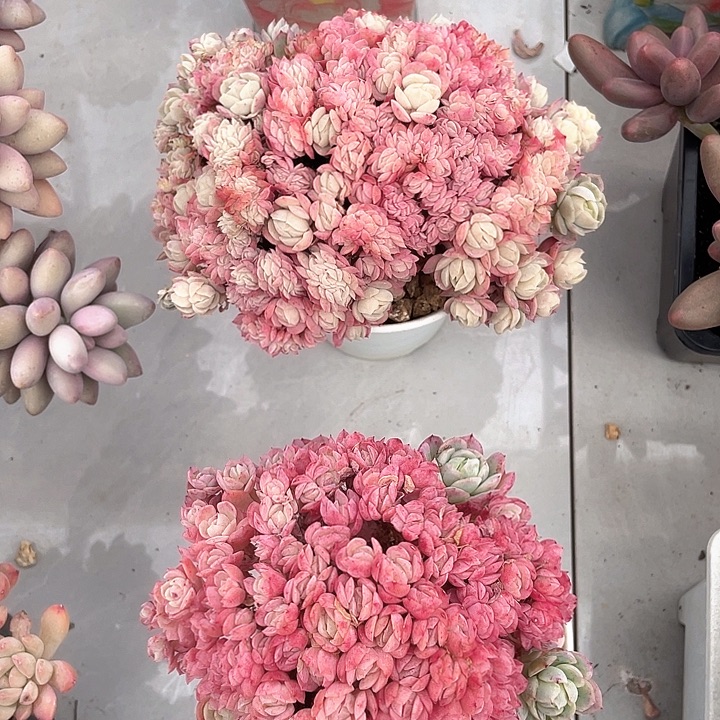 冰梅朵朵缀2颗15-17寄养