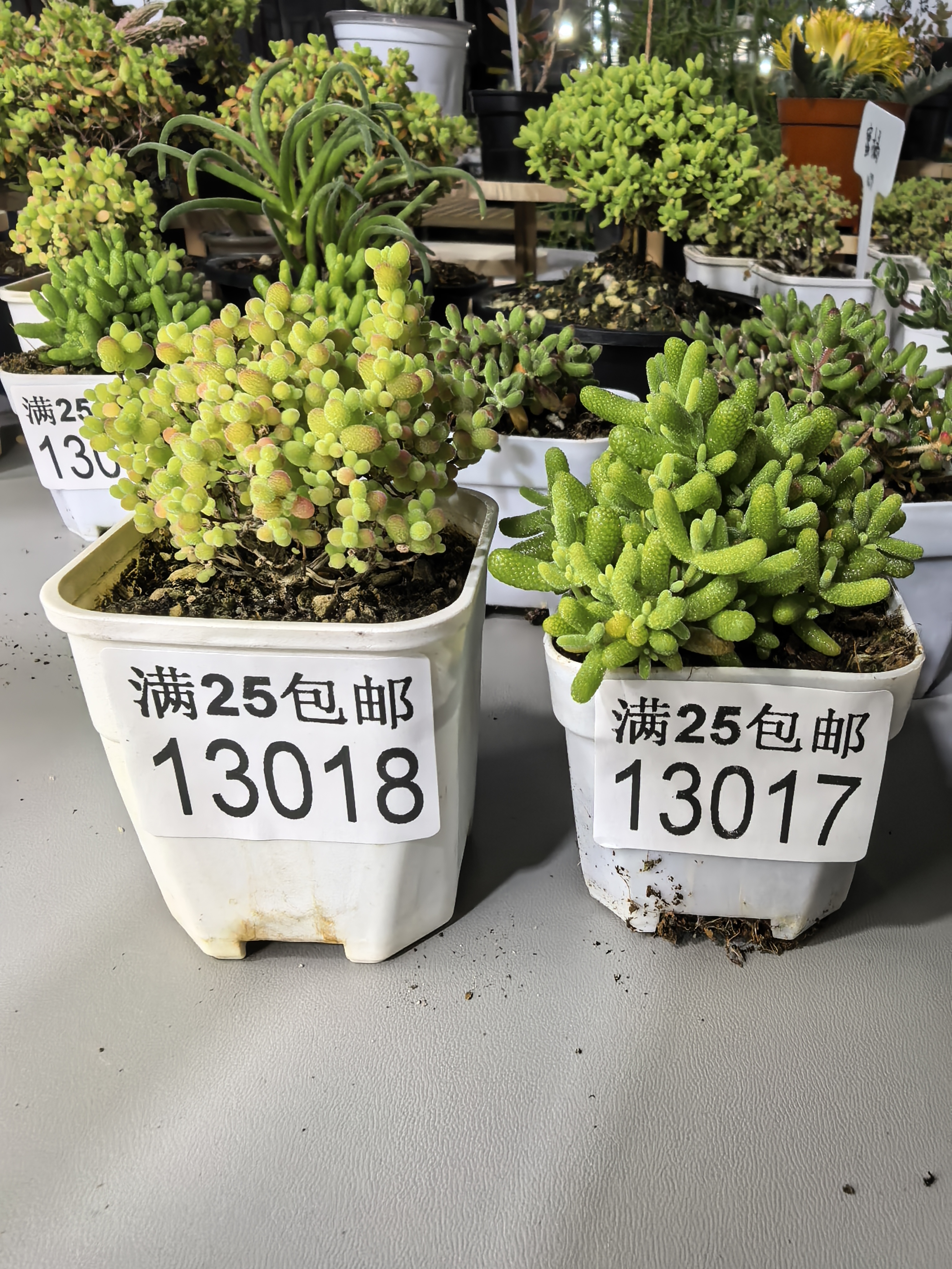 蜜橘双拼带盆带土
